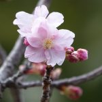 飯能所沢線　緩衝緑地帯への河津桜の植樹